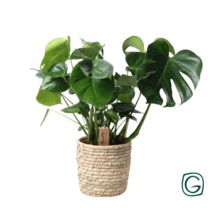 8f069c5cdde54654bf929b9fe330fca1a74235e69d0b4284b84c0bf275804d1b.jpg Monstera In Korb Palmblatt
