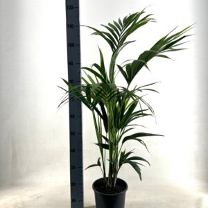 ebf0725c21b24754a48ccd99cf905676bfdfa45880214213a5b34701964b3119.jpg Kentia-Palme - Howea Forsteriana