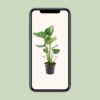 Monstera deliciosa