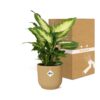 Dieffenbachia 'Camilla' in ELHO Vibes Fold gelb