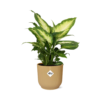 Dieffenbachia 'Camilla' in ELHO Vibes Fold gelb
