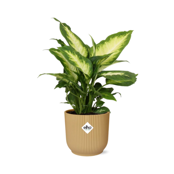 Dieffenbachia 'Camilla' in ELHO Vibes Fold gelb