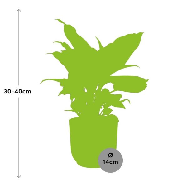 Dieffenbachia 'Camilla' in ELHO Vibes Fold gelb