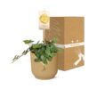 Pepperomia 'Hope' in ELHO Vibes Fold gelb