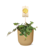 Pepperomia 'Hope' in ELHO Vibes Fold gelb