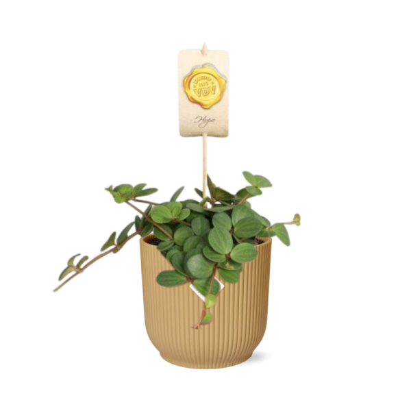 Pepperomia 'Hope' in ELHO Vibes Fold gelb