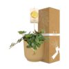 Pepperomia 'Hope' in ELHO Vibes Fold gelb
