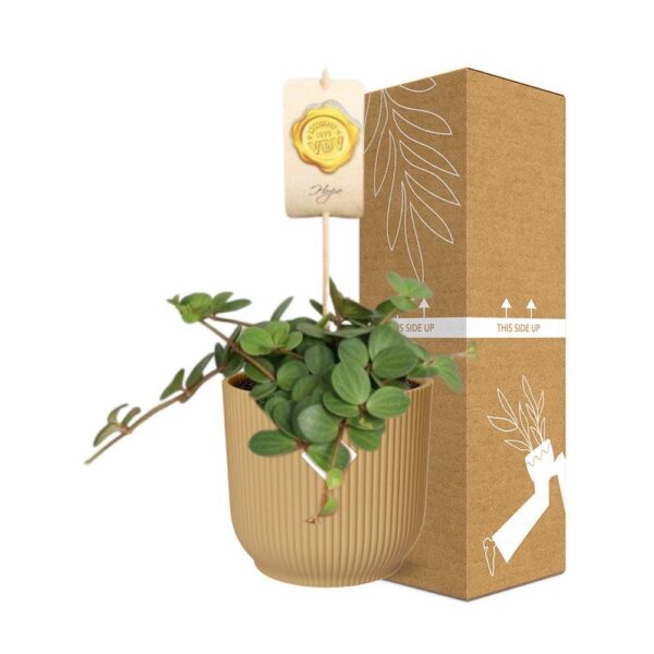 Pepperomia 'Hope' in ELHO Vibes Fold gelb