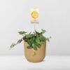 Pepperomia 'Hope' in ELHO Vibes Fold gelb