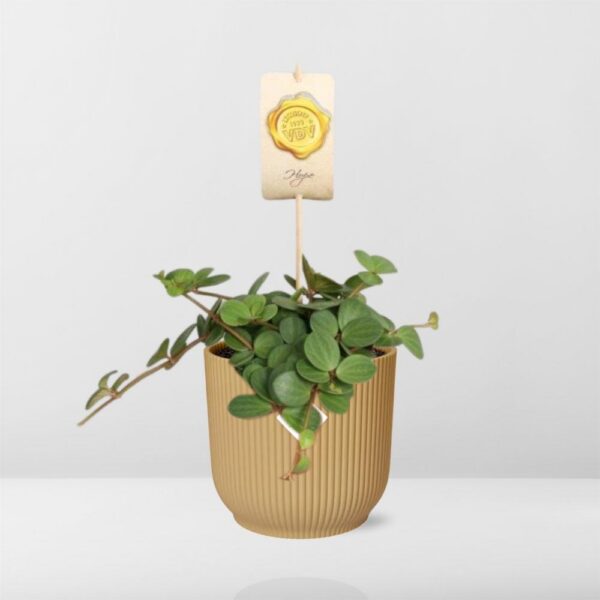 Pepperomia 'Hope' in ELHO Vibes Fold gelb