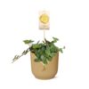 Pepperomia 'Hope' in ELHO Vibes Fold gelb
