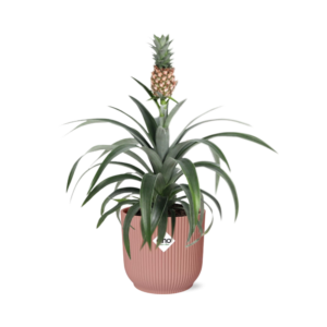 97772a1e988544eea8235f7420ca63377fa0d31581da47fe8b409503b491e677.png Ananas Mi Amigo in ELHO Vibes Fold rosa